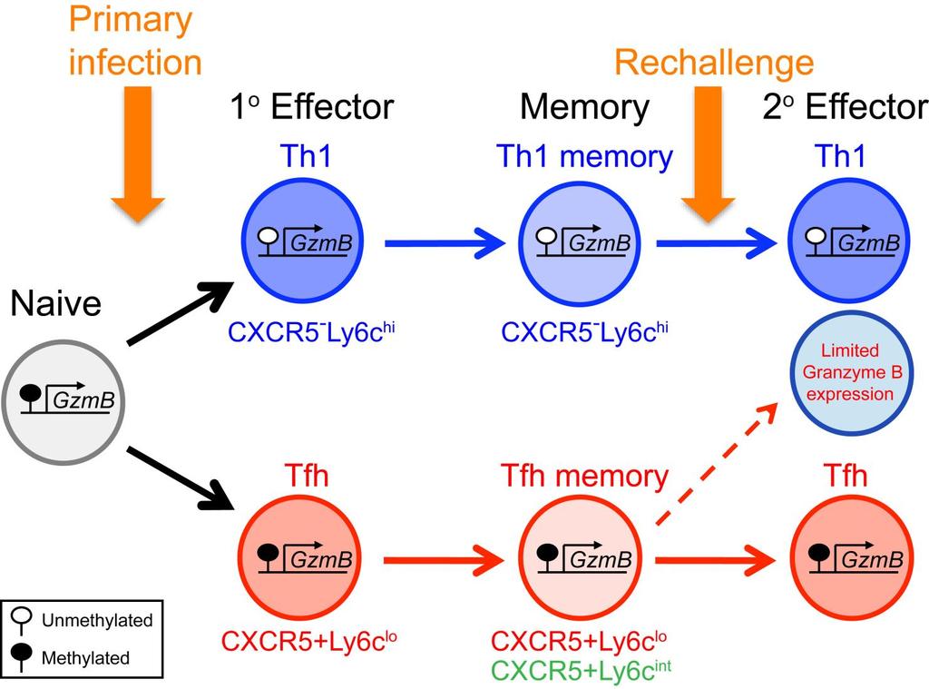 Distinct Tfh and Th1 memory CD4 T cell subsets exist that