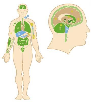 Endocannabinoid system Cannabinoids act on human cannabinoid receptors 1 and 2 (CB1 and