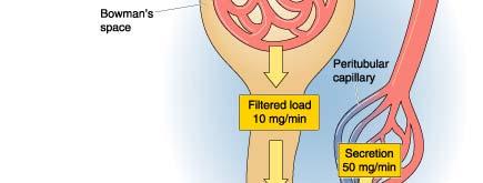 hippuric acid (PAH) PAH Clearance ~ Renal Plasma Flow Amount Entering Kidney ~