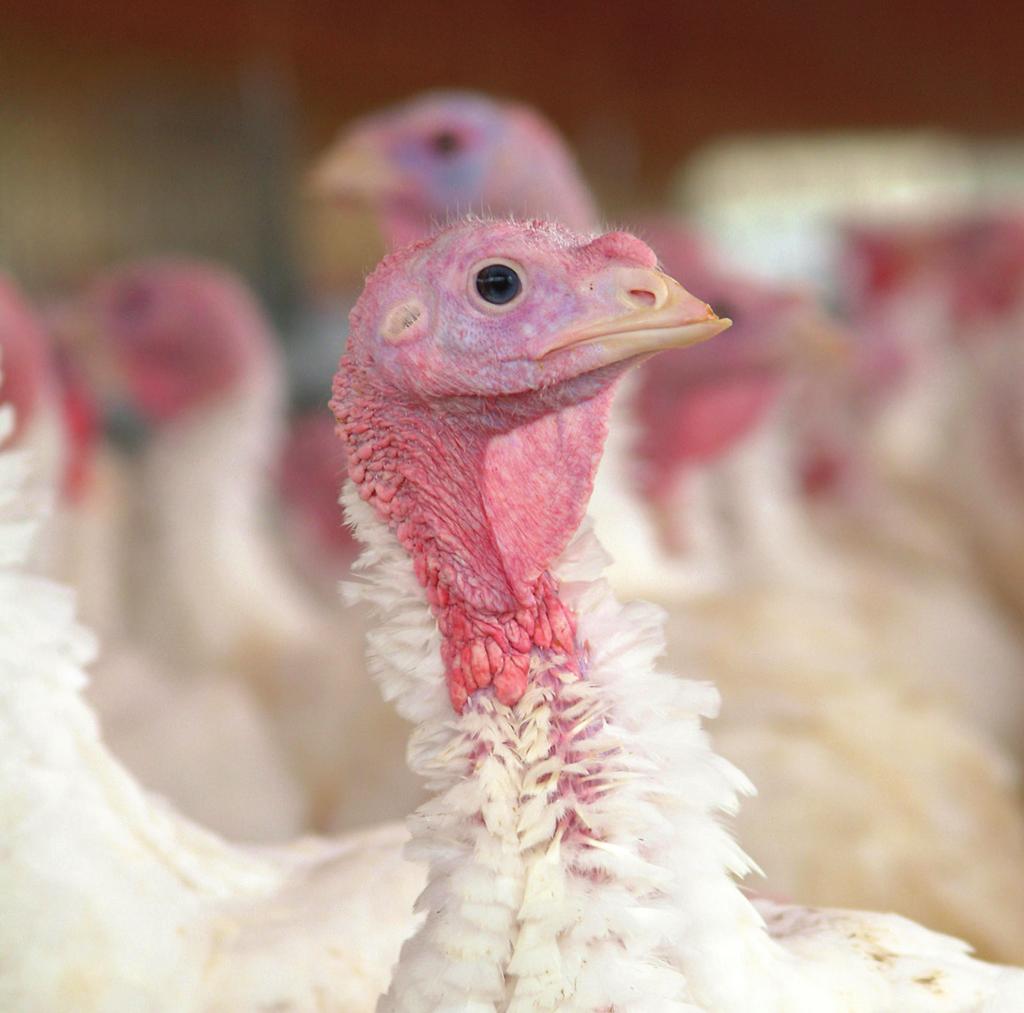Starting Turkey Poult Diets The results of the starting poult study suggests feeding up to 24 percent inclusion (the highest levels tested) had no impact on feed intake, growth rate or feed