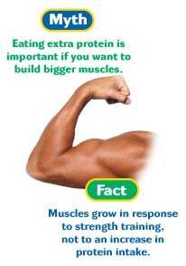muscles, skin, hair, nails are made up of mostly protein help build new cells and repair existing ones needed to help form hormones, enzymes, antibodies excess protein is stored as fat made up of