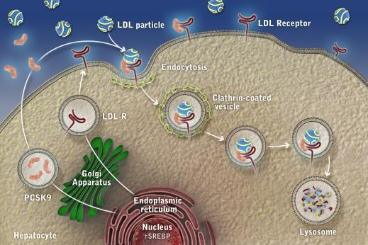LDL-C Mean (SE) % Change from Baseline LDL Receptor Function and Life Cycle The Role of PCSK9 in the Regulation of LDL Receptor Expression For illustration purposes only For illustration purposes