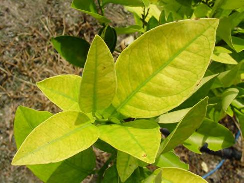 Use of IFAS Citrus Greening Field ID Pocket Guide or or such tool is helpful. 2. Select symptomatic leaves only from healthy, undamaged branches.