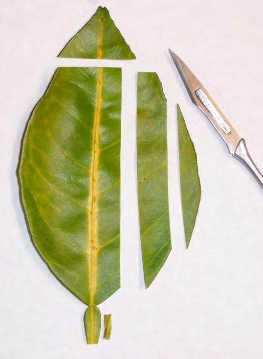 An Iodine-Based Starch Test to Assist in Selecting Leaves for HLB Testing 3 Table 1.