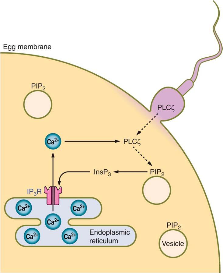 Oocyte Activation Failure: oocyte responsive system defect Even when sperm provides the oocyte activation factor, any of the multiple elements