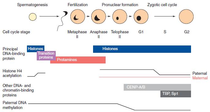Paternal Chromatin remodeling activity resides in the oocyte After fertilization, the protamines are replaced by