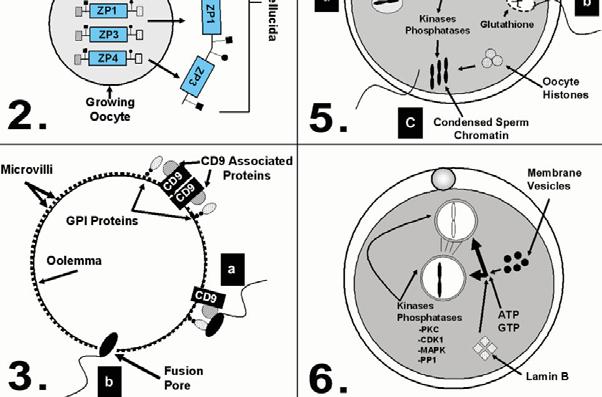 Sperm/oocyte binding and penetration Sperm processing