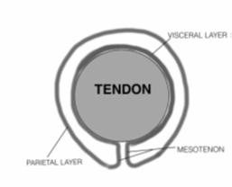 Tendon and tendon sheath Hyperechoic