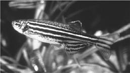 Danio rerio Zebrafish; zebra danio Small fish (minnow from India)