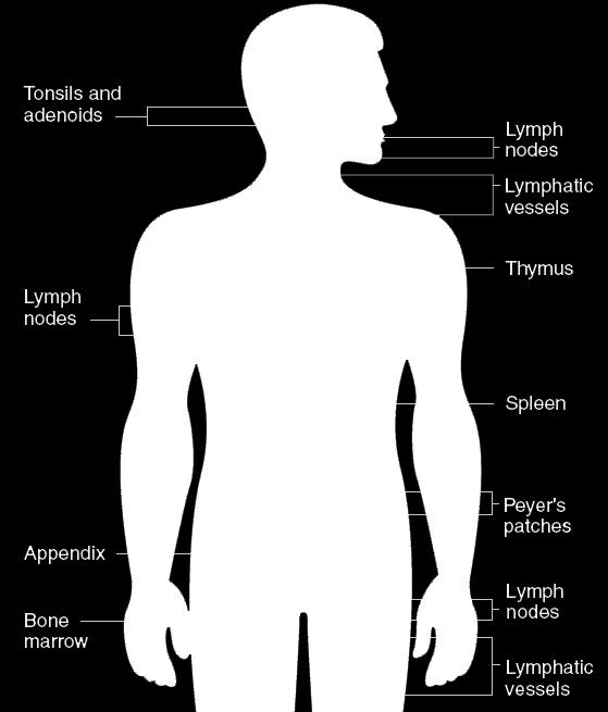 Lymphatic organ:1/thymus, 2/lymph node, 3/spleen, 4/ lymphatic nodules,5/ tonsils. Lymph is the name given to tissue fluid once it has entered a lymphatic vessel.
