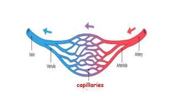 higher pressure than blood in the capillaries As blood is forced into the narrow capillaries, it