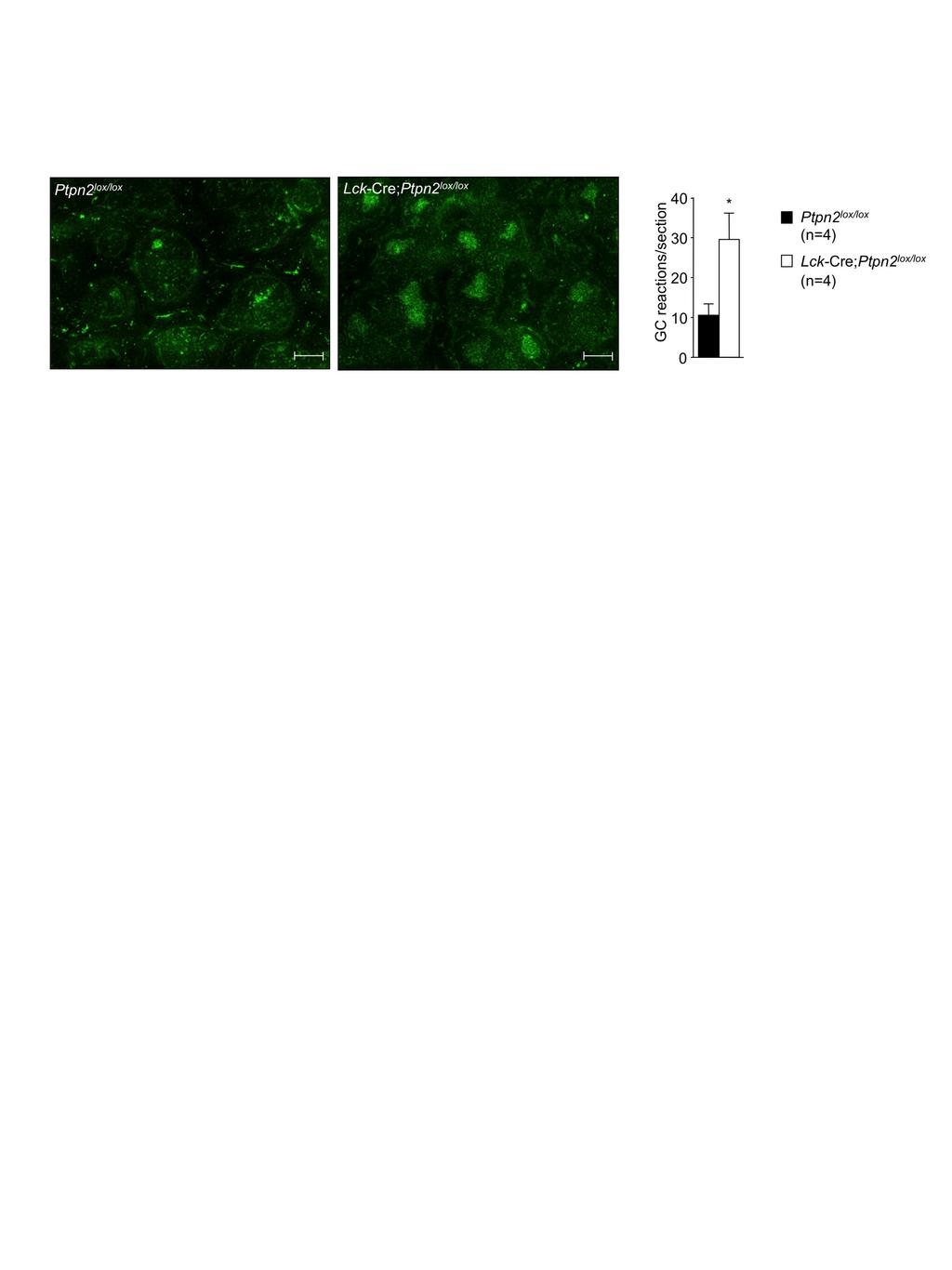 Supplementary Figure 14. Enhanced germinal centre reaction in 40 week old Lck-Cre;Ptpn2 lox/lox mice.