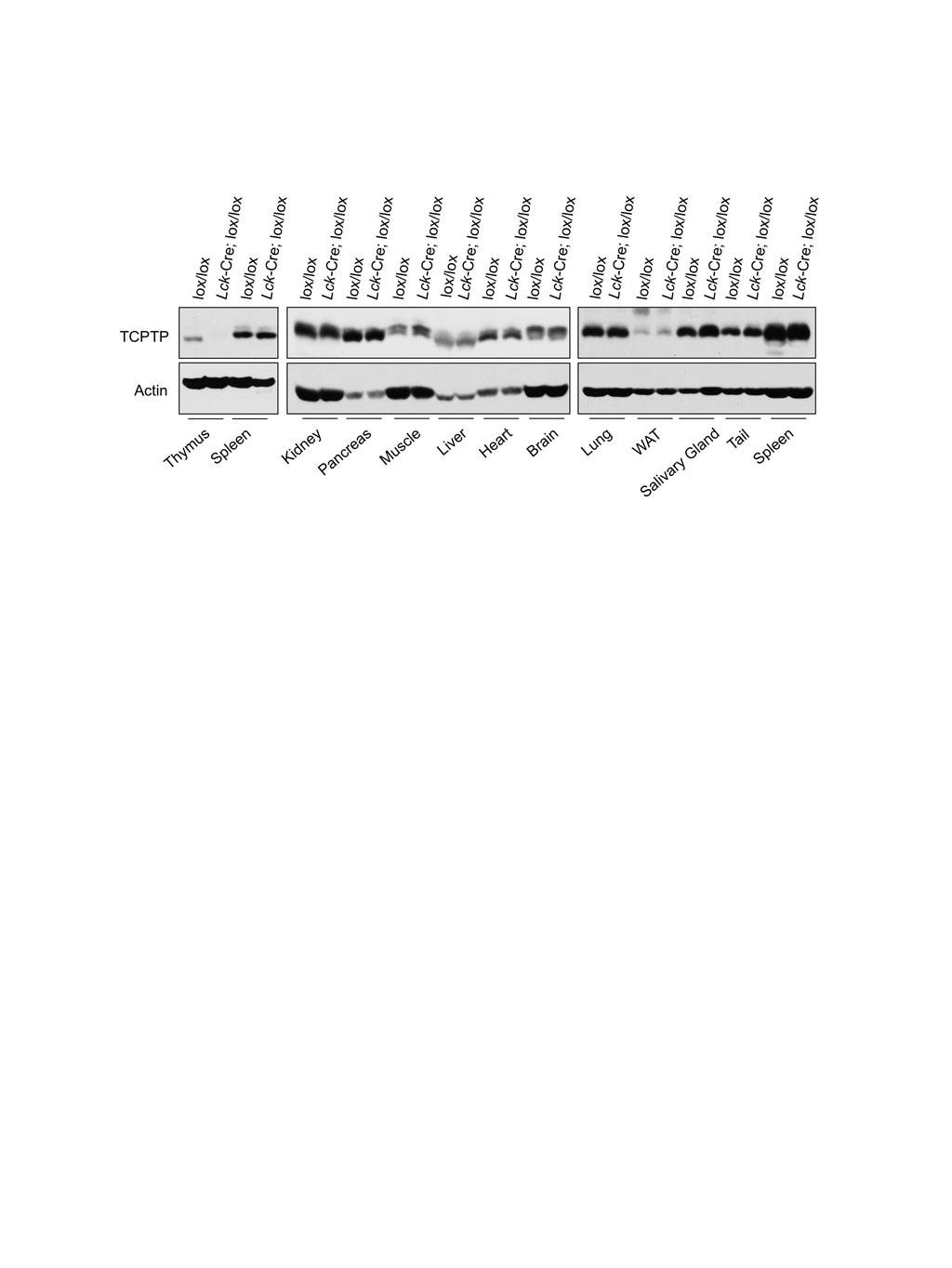 Supplementary Figure 1. TCPTP expression in Lck-Cre;Ptpn2 lox/lox mice.
