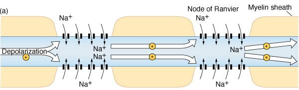 Saltatory Conduction When depolarization reaches a node, Na + enters the axon through open channels.