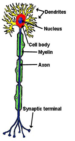Neurons Neurons basic structural unit of nervous system Dendrites nerve fibers that carry impulses toward the cell body Axon single nerve fiber that carries impulses away