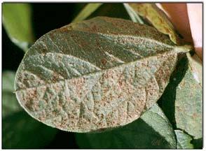 html Levy Earliest stages found on undersides of older leaves