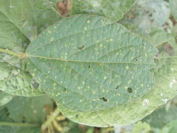 Downy Mildew Chlorotic spots become yellow lesions Fuzzy