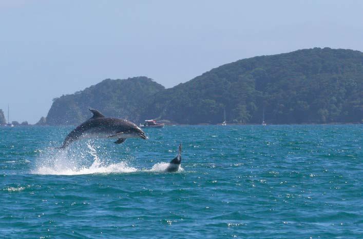 A recent scientific study shows that numbers of bottlenose dolphins in the Bay of Islands have fallen by 65% since the late 1990s.