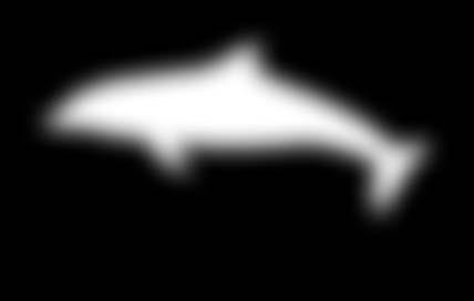 8 m Female: 2.4 3.6 m Bryde s whale Balaenoptera edeni Male: 11.