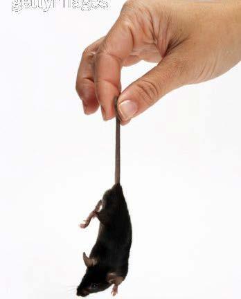 float, but rats sink Tail suspension test - Behavioral despair