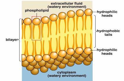 bilayer allows only certain molecules to pass through the cell membrane.