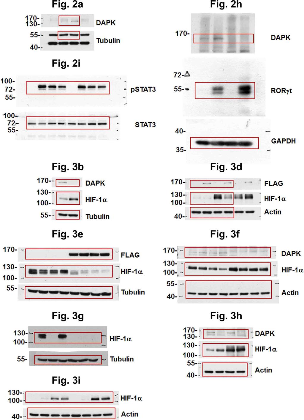 Supplementary Figure 12. Uncropped images of the original scans of immunoblots.