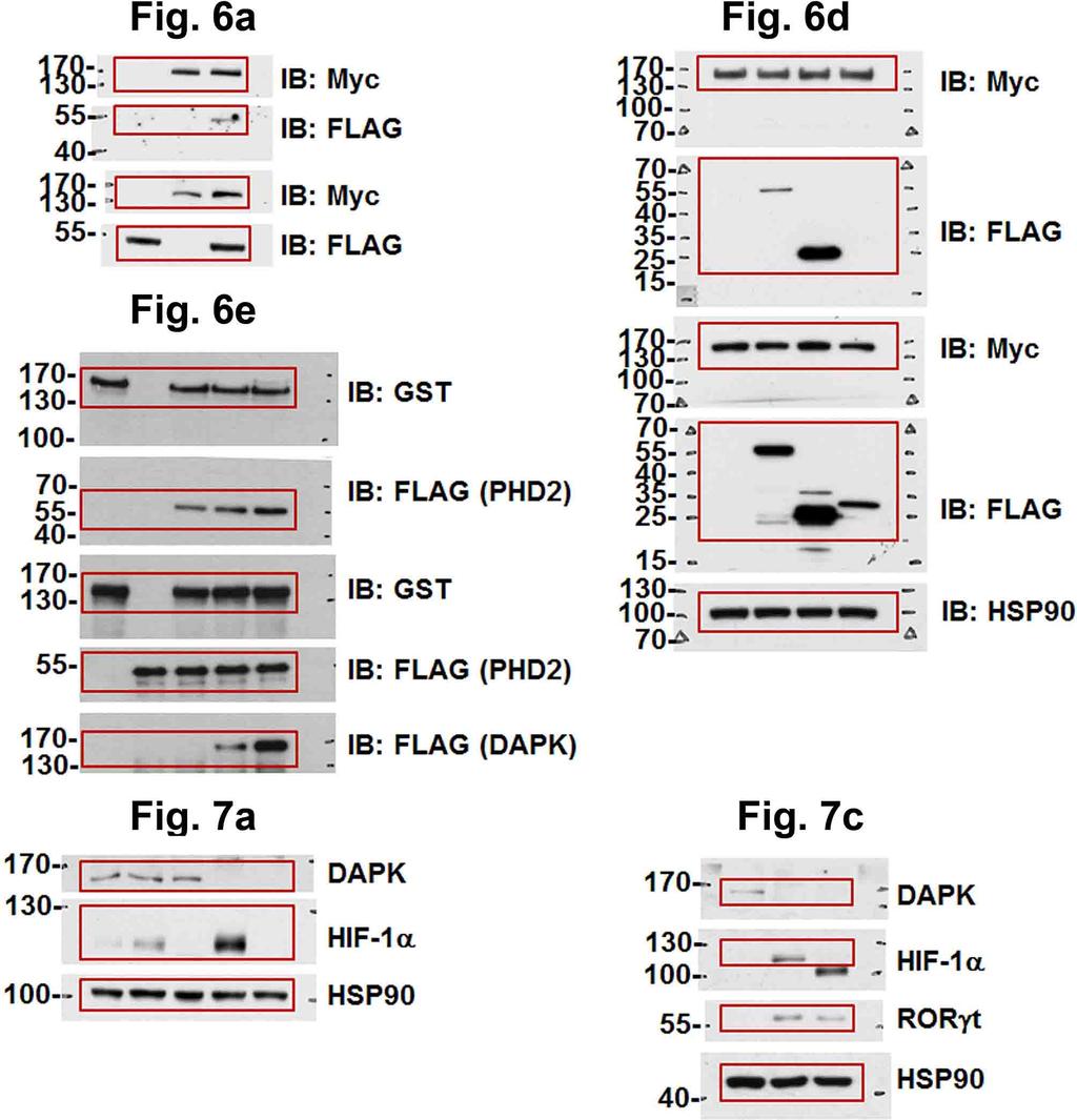 Supplementary Figure 15. Uncropped images of the original scans of immunoblots.