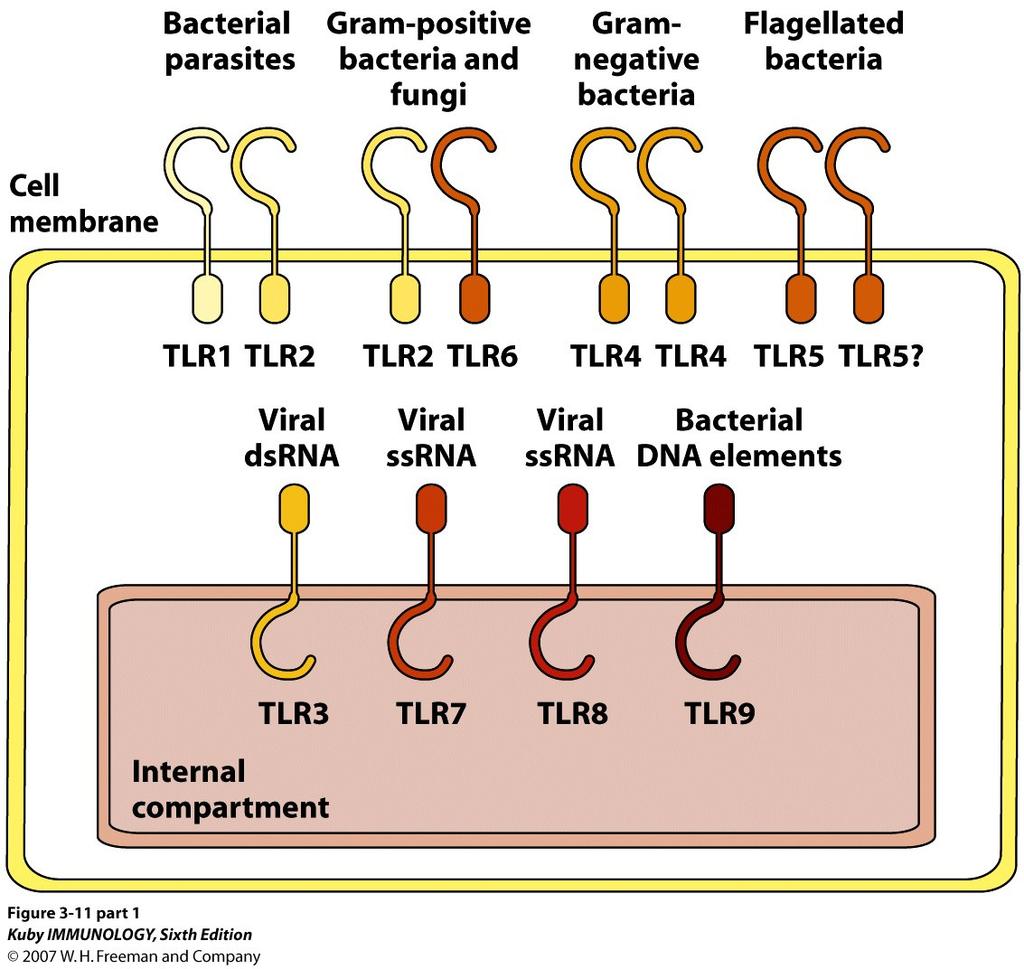 TLR- Triacyl lipopeptides (Mycobacterium) TLR- - Lipoarabinomannan), Lipoproteins, Peptidoglycans, and Fungi zymosan TLR- dsrna TLR- (MD, CD) - LP TLR- - Flagellin TLR-6