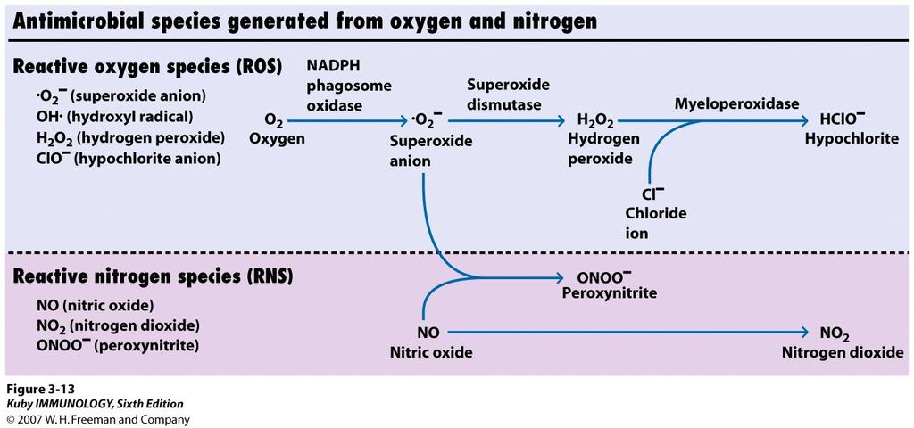 Neutrophils Phagocytosis Express PRRs on surface (TLRs, Complement, Antibodies, etc) Oxidative and Non-oxidative Killing Oxidative: RO (reactive oxygen species) and RN (reactive nitrogen species)