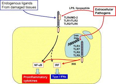 (TRIF) Two major pathways: IRF /7 and NF-kB IRF /7 activation can