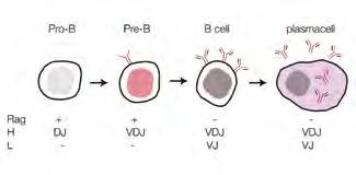 Immunoglobulins and B-cell development The lymphocytes developed in the BM (B cells) have as their final task the production of Ag-specific immunoglobulins (Ig), which function as antibodies (Ab).