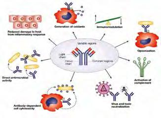 Immune system activity CK are low molecular weight proteins that play a key role in the induction and regulation of the immune response.