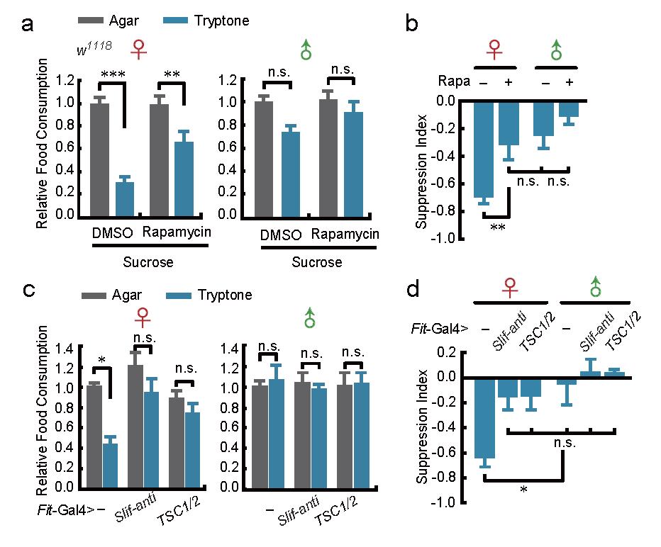 Supplementary 8 The feeding suppression effect of tryptone in WT female flies is diminished following blocking of the AA sensing pathway (a, b) Upon Rapamycin treatment, the suppressive effect of