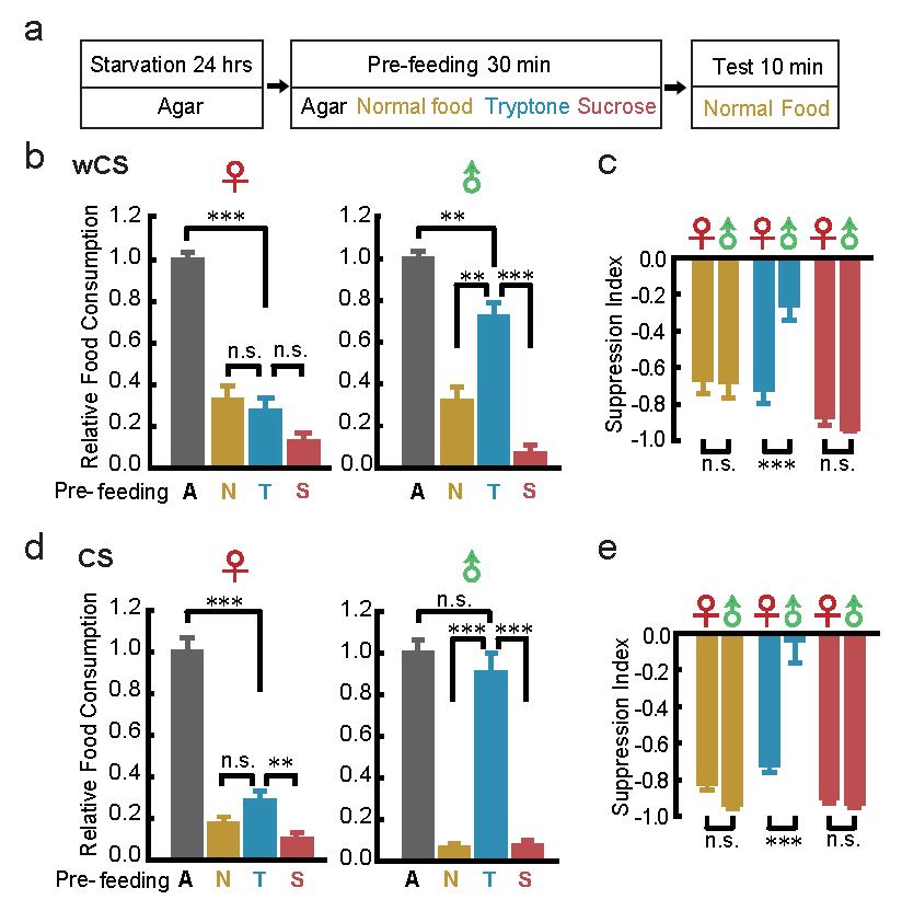 Supplementary 5 Feeding behavior of two WT fly strains in the pre-feeding assay.