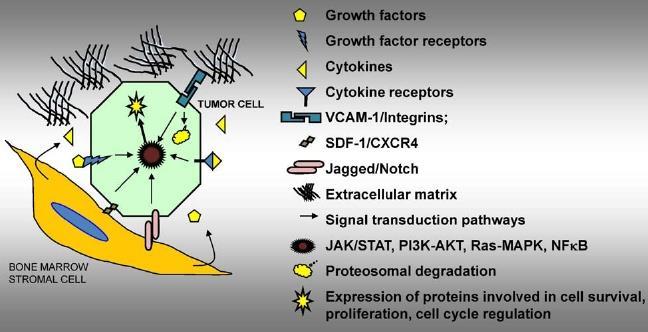 JAK2-Mediated Extrinsic Survival of CML Stem Cells Stromal cells protect CML stem/progenitors cells by producing cytokines which