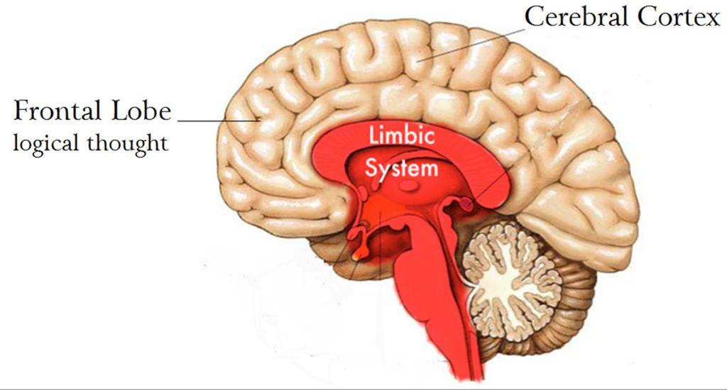 How our Brains Construct an Emotional Barrier Our limbic system consists of brain structures that largely govern emotions, behaviours and long-term memory.