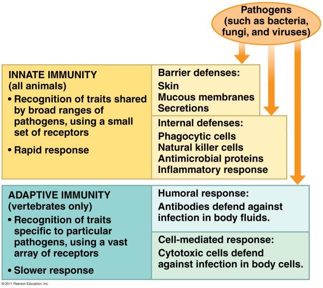 AP Biology Campbell - Chapter 43 - The Immune System Name What?...Read?...The Overview? Name the three general categories of pathogens: 1. 2. 3.