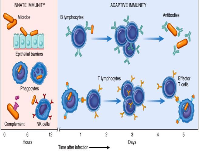 1 In Innate Immunity, Recognition and Response Rely on Traits Common To Groups Of Pathogens Innate Immunity in Invertebrates Innate immunity is found in animals, and in too!