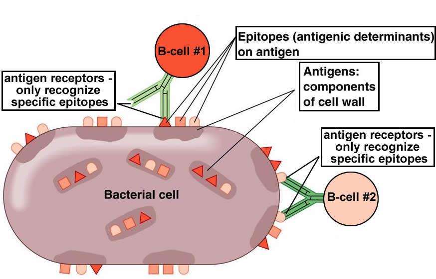 Antigens An antigen is any substance that elicits a response from or cells. The binding protein on the surface of a B or T cell that recognizes an antigen and binds to it is called an.