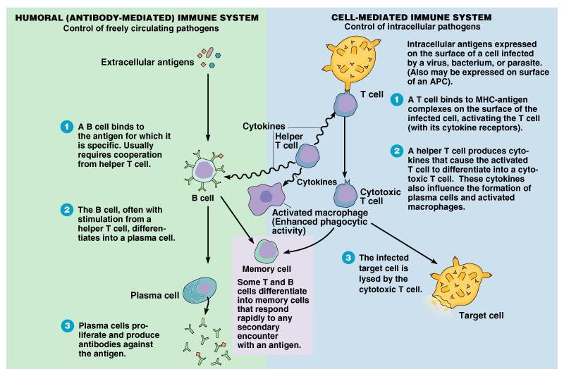 Helper T-Cells The type of cell that activates BOTH the humoral and cell-mediated responses is the. These cells do not carry out the response (ie. they do not "attack" or "produce antibodies".