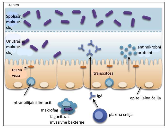 makrofaga i B ćelija koje sekretuju IgA antitela (Yu i sar, 2012). Peharaste ćelije GIT-a sekretuju mukus, koji prekriva čitavu površinu intestinalnog epitela (Sommer i Backhed, 2013).