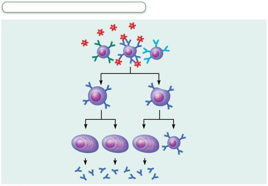 Figure 21.11-1 Clonal selection of a B cell.