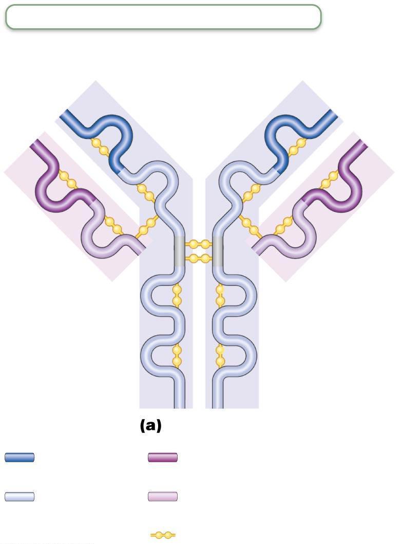 Figure 21.14a Antibody structure.