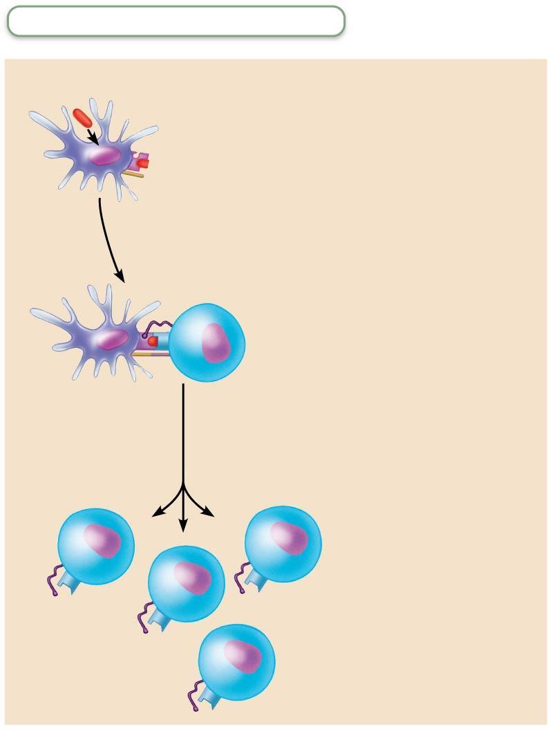 Figure 21.17 Clonal selection of T cells involves simultaneous recognition of self and nonself.