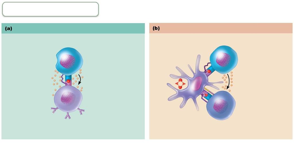 Figure 21.18 The central role of helper T cells in mobilizing both humoral and cellular immunity.