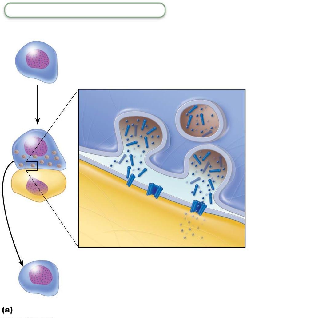 Figure 21.19a Cytotoxic T cells attack infected and cancerous cells.