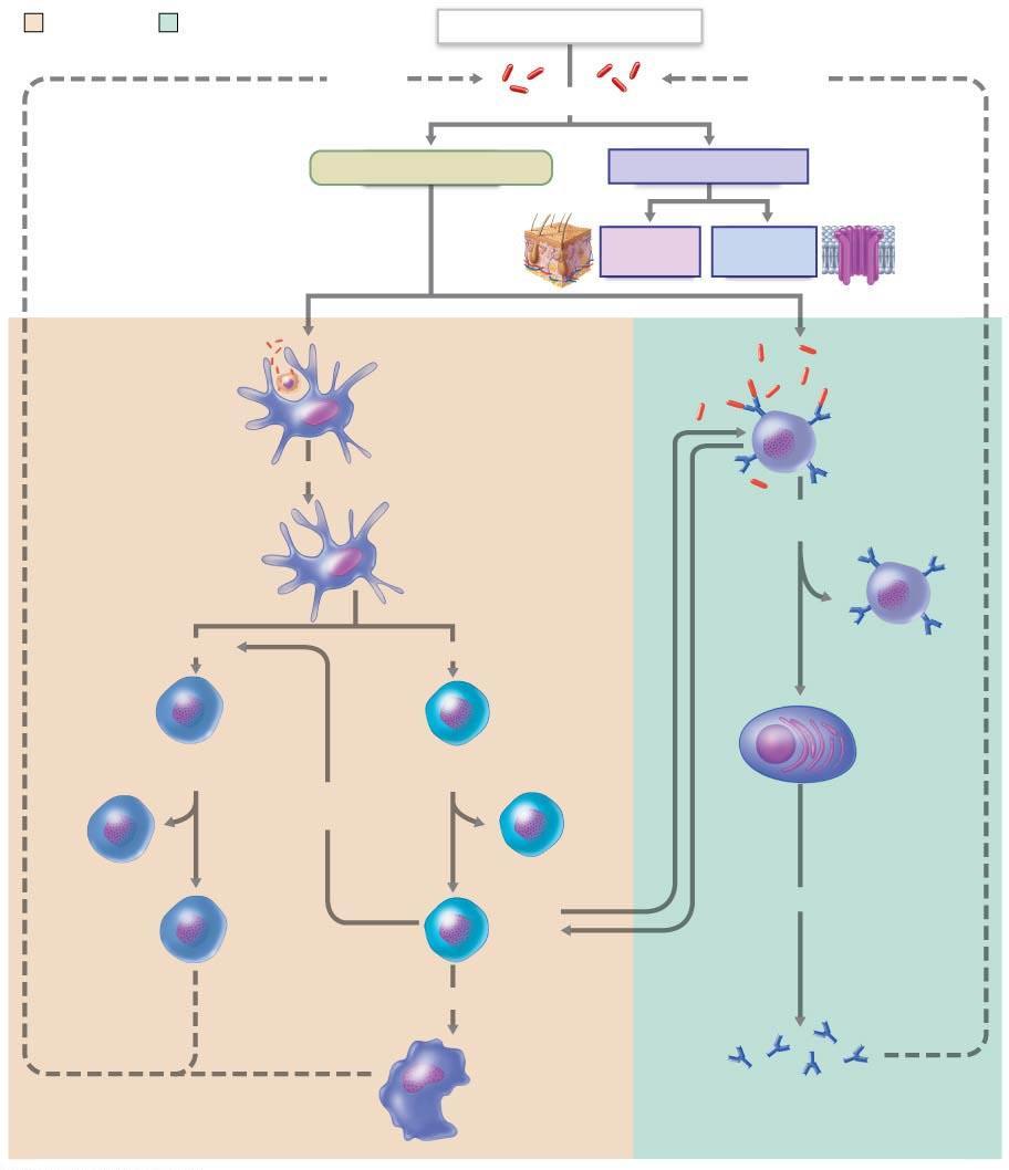 Co-stimulate and release cytokines Present Ag to helper T cells Figure 21.20 Simplified summary of the primary immune response.
