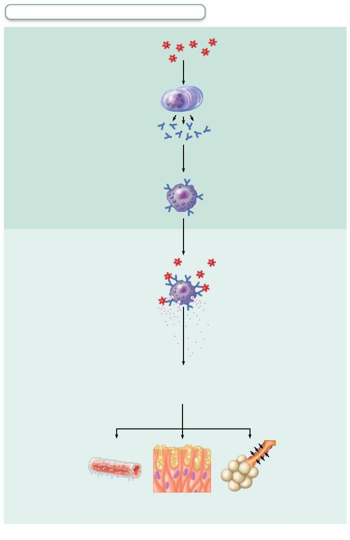 Figure 21.21 Mechanism of an acute allergic (immediate hypersensitivity) response. Adaptive defenses Humoral immunity Slide 7 Sensitization stage 1 Antigen (allergen) invades body.
