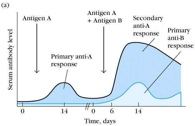 Fig 1-11a Initial encounter with Ag = Primary (1 ) immune response; lag for 5-7 days, AB levels peak at ~14 days Next encounter with same Ag = Secondary (2 )