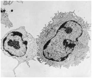 B and T Lymphocytes (B or T cells) b.